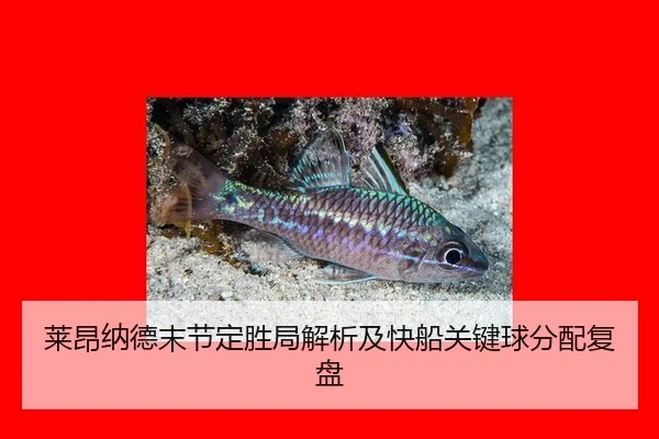 lai-ang-na-de-mo-jie-ding-sheng-ju-jie-xi-ji-kuai-chuan-guan-jian-qiu-fen-pei-fu-pan-2-599.jpg